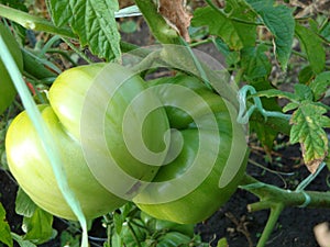 Green tomatoes of different grades collected in a brush