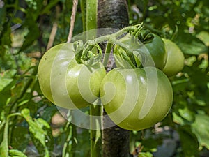Green  tomatoes in the eco bio garden.