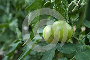 Green tomatoes in a garden