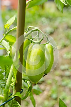 Green tomatoes in the garden