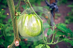 Green tomatoes in a garden.