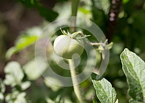 Green tomatoes in the garden