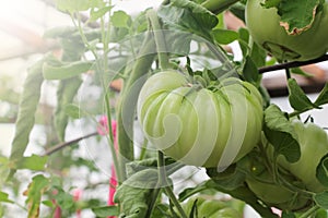 Green tomatoes in a greenhouse.