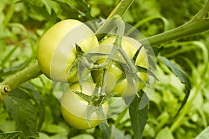 Green tomatoes in greenhouse