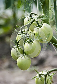 Green tomatoes in greenhouse