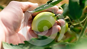 Green tomatoes in a greenhouse close-up