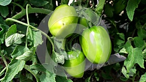 Green tomatoes. Greenhouse with vegetables. Tomatoes grow on a bush in a greenhouse. Harvesting vegetables in the greenhouse