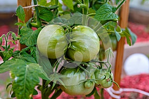 Green tomatoes grow on a branch