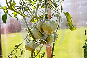 Green tomatoes grow on a branch