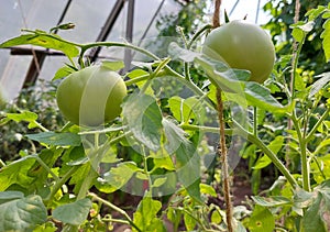 green tomatoes grow on a branch in the vegetable garden. cultivation, gardening.