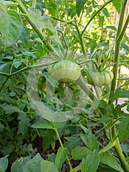Green tomatoes grow on a shrub branch