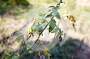 Green tomatoes grow on twigs summer
