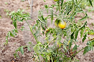 Green tomatoes grow on twigs summer