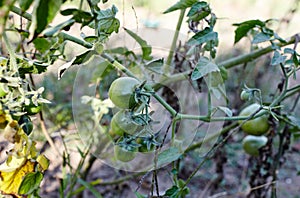 Green tomatoes grow on twigs summer