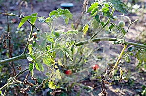 Green tomatoes grow on twigs summer. Beautiful green unripe heirloom tomatoes grown on a farm