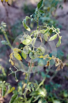 Green tomatoes grow on twigs summer. Beautiful green unripe heirloom tomatoes grown on a farm