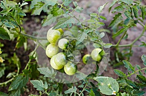 Green tomatoes grow on twigs summer. Beautiful green unripe heirloom tomatoes grown on a farm