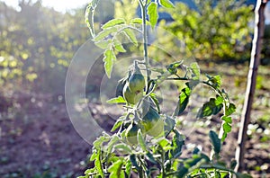 Green tomatoes grow on twigs summer. Beautiful green unripe heirloom tomatoes grown on a farm