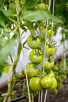 Green tomatoes growing alongside leaves, showcasing the early development of the fruit. Concept: gardening, agriculture, the