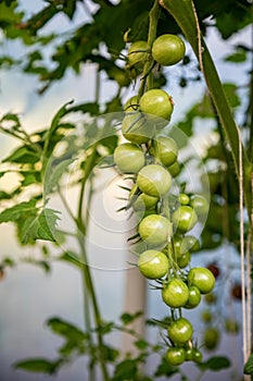 Green tomatoes growing amidst lush leaves. Concept: gardening, agriculture, the growth process of tomatoes, farming, organic