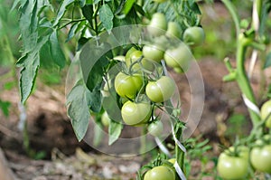 Green tomatoes growing on a branch in a greenhouse.