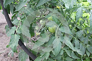 Green tomatoes growing on branches in arden 30763