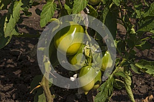 The green tomatoes is growing on branches ,green tomatoes on tomato tree in greenhouse ,Agriculture concept Organic farming