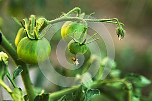 Green tomatoes growing in garden