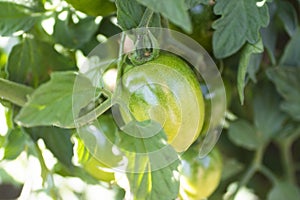 Green tomatoes growing on the garden bed