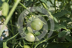 Green tomatoes growing on the garden bed