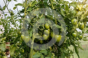 green tomatoes growing in a greenhouse. tomato hanging on a branch.