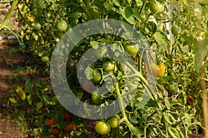 green tomatoes growing in a greenhouse. tomato hanging on a branch.