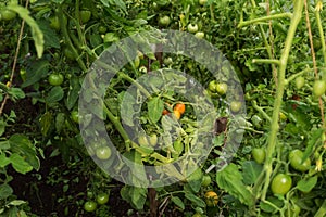 green tomatoes growing in a greenhouse. tomato hanging on a branch.