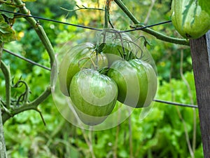 Green tomatoes growing to maturity growing on a bush in a garden