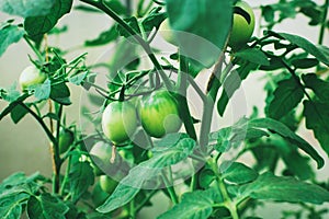 Green tomatoes growing on the tomato plant, fruit inception