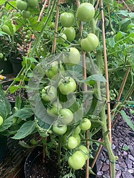 Green tomatoes growing on a vine