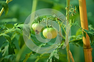 Green tomatoes growing on the vine