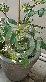Green tomatoes grown in pot on the terrace