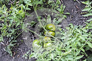 Green tomatoes grows in the beds in the garden. Farm homestead with agricultural landings. Plants of vegetables