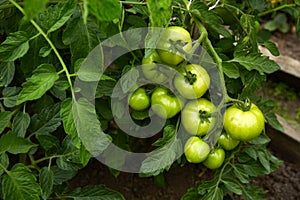 Green tomatoes growth in greenhouse. Organic farming