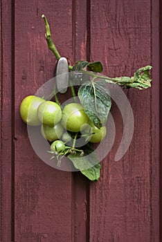 Green tomatoes hanging on brown wooden wall