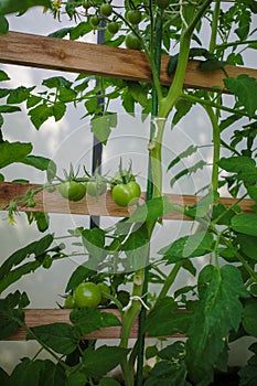 green tomatoes hanging on a tomato plant in a greenhouse