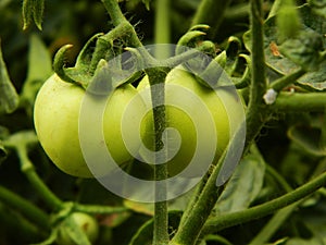 Green Tomatoes have grown in my garden photo