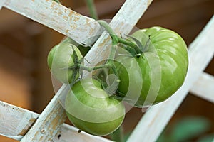 Green tomatoes Lycopersicon esculentum Mill. Tomatoes help to nourish the skin, bright, not dry, anti-oxidants that help reduce