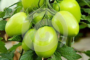 Green tomatoes. for the mexican cuisine in tlaxcala I
