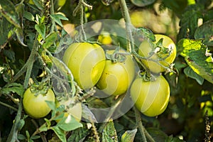 Green Tomatoes in a organic garden