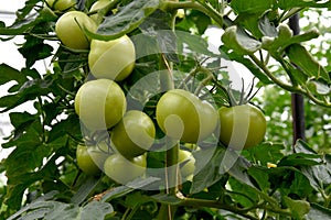 Green tomatoes at a plant in a greenhouse