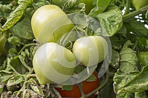 Green tomatoes on plant at local farm