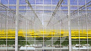 Green tomatoes plants growing in greenhouse, agriculture and farming concept.
