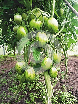 Green tomatoes ripen on a branch in a greenhouse